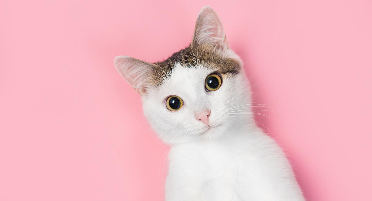 Todos los gatos domésticos tendrían rasgos de psicópatas, según estudio. Foto: Shutterstock