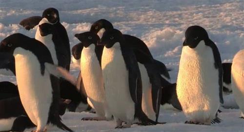 Mueren más de 100 pingüinos en Argentina porque un hombre instaló una cerca eléctrica