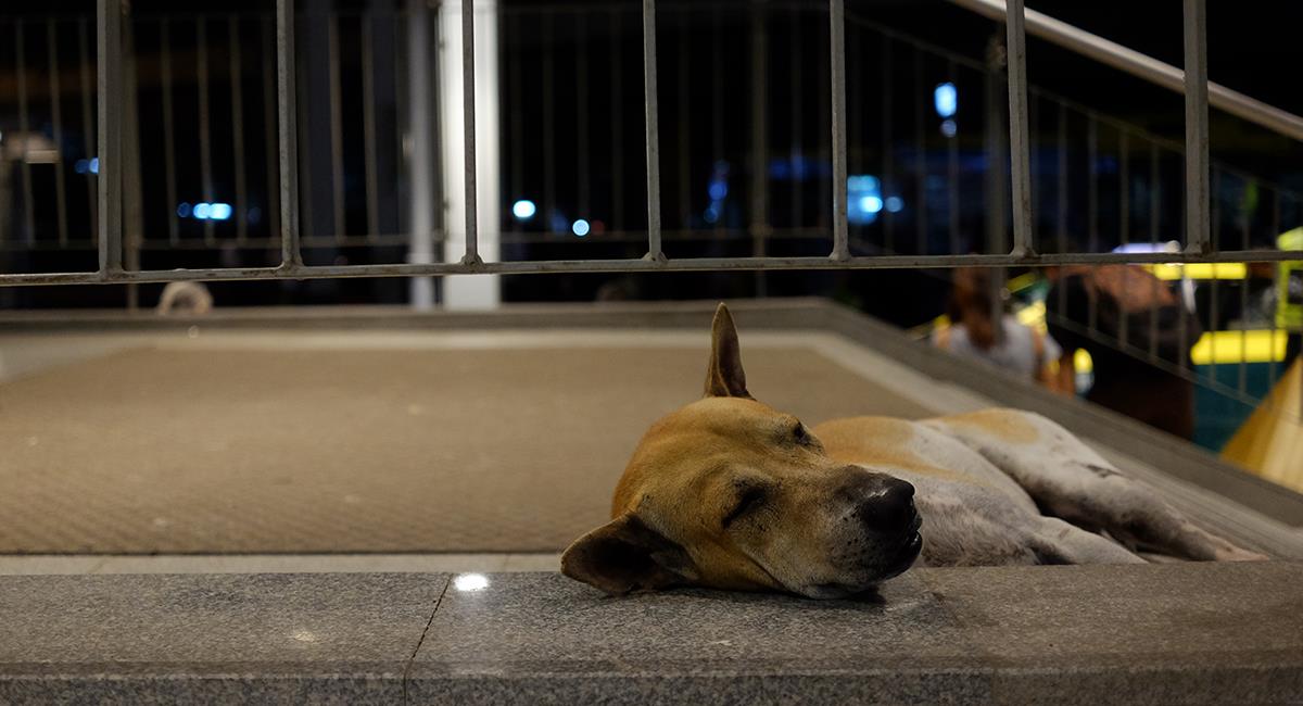 La ciudad donde perros callejeros pueden dormir en estaciones de transporte público. Foto: Shutterstock