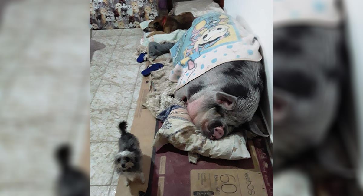 Por error, mujer adoptó un cerdo que ahora pesa 250 kilos. Foto: Instagram @lilica_pig