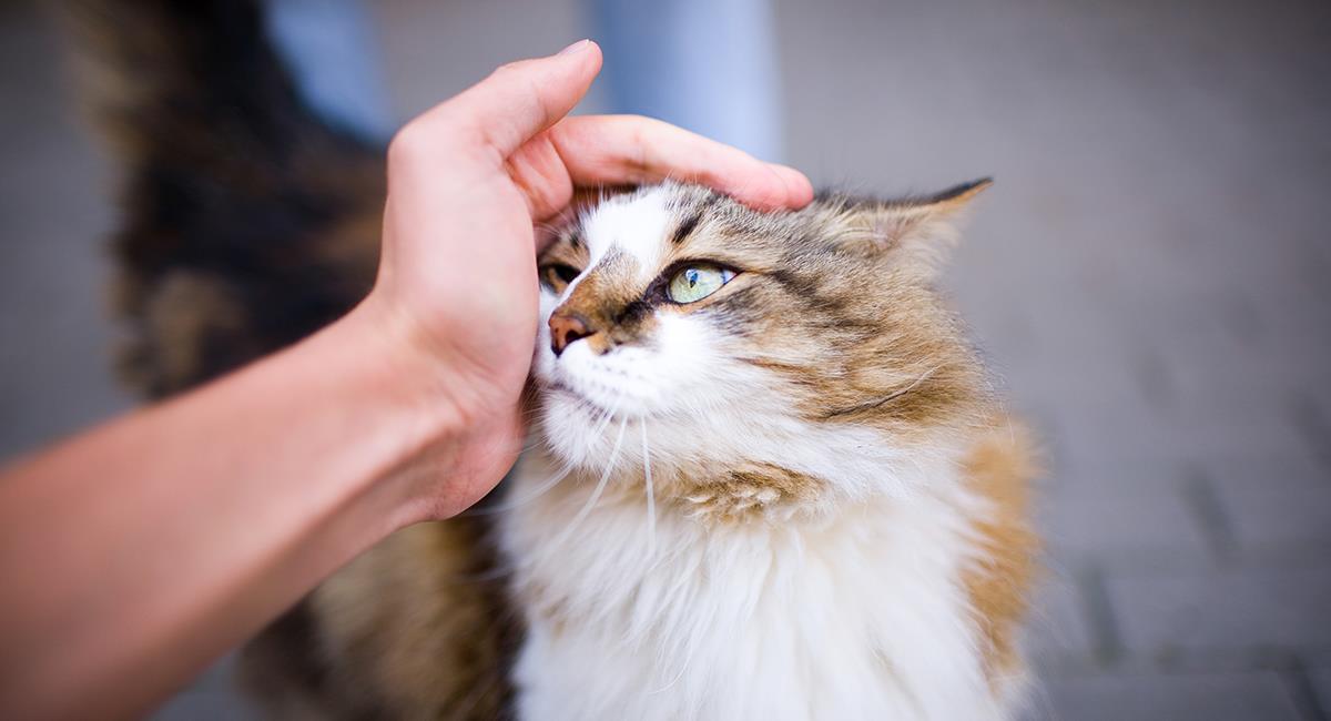 Mascotas: 8 señales para saber si tu gato es feliz contigo