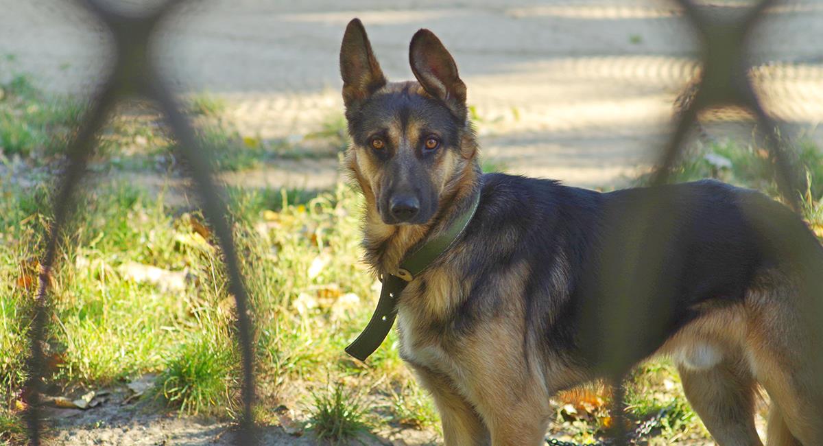 Héroes de cuatro patas: 3 perros evitaron robo en un colegio. Foto: Shutterstock