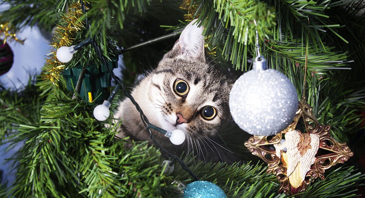 Mascotas en Navidad: 7 consejos para que tu gato no se suba al árbol. Foto: Shutterstock