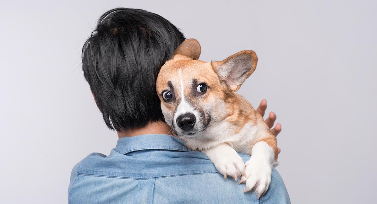 Por estallido de la pólvora, perro convulsionó y se volvió agresivo. Foto: Shutterstock