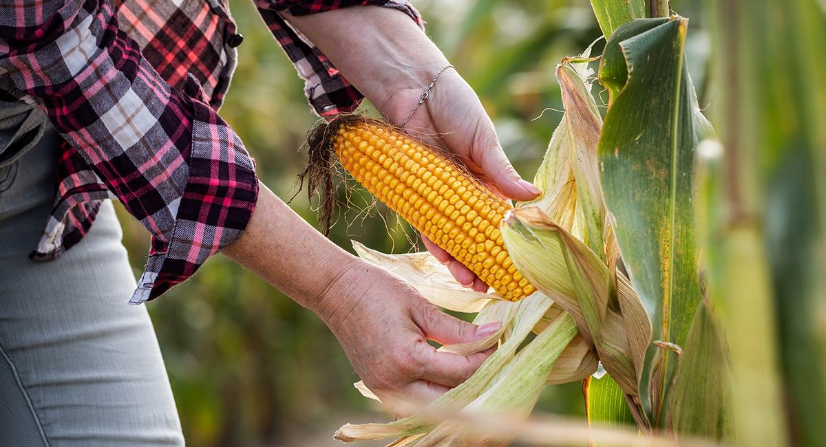 Las propiedades esotéricas del maíz, están vinculadas a "la abundancia y bonanza". Foto: Shutterstock