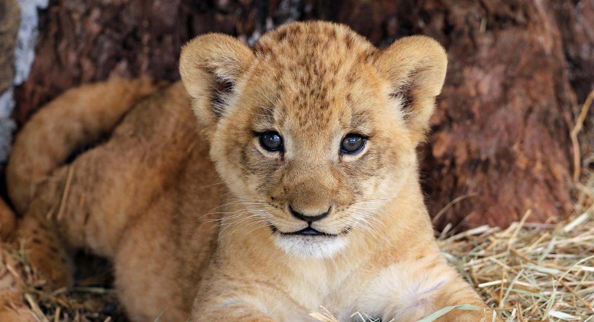 La población de leones salvajes disminuyó en más de 40% en las últimas dos décadas. Foto: Shutterstock