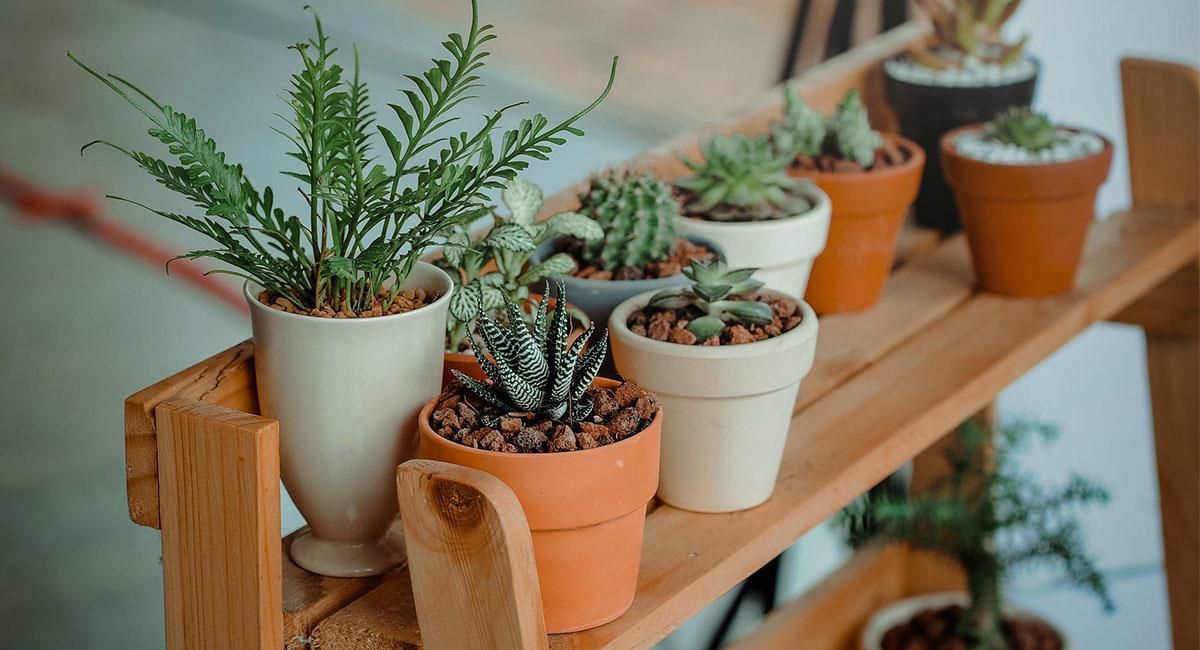 Si quieres mantener tu casa "limpia y protegida" de malas vibras, estas son las plantas para tener,. Foto: Pixabay