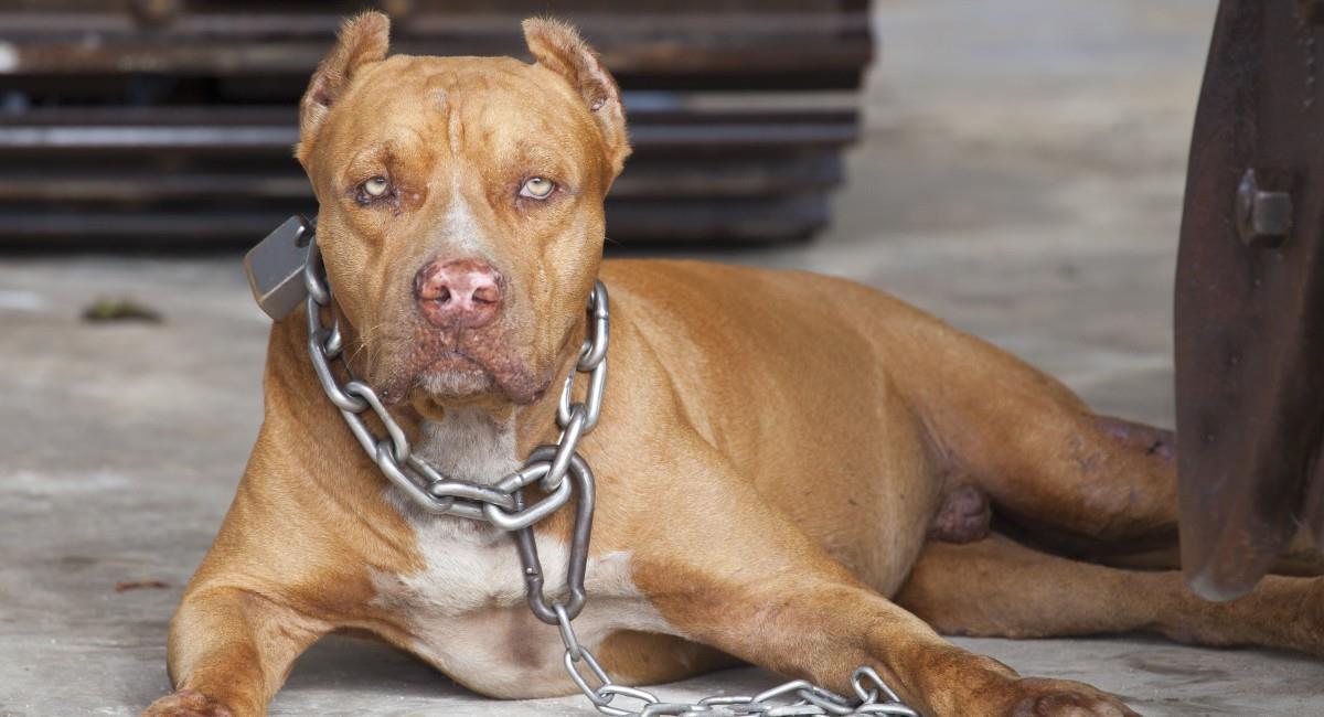 son casi 14 razas de perro que tiene que hacer un registro en la Alcaldía de sus localidades para no tener inconvenientes. Foto: Shutterstock