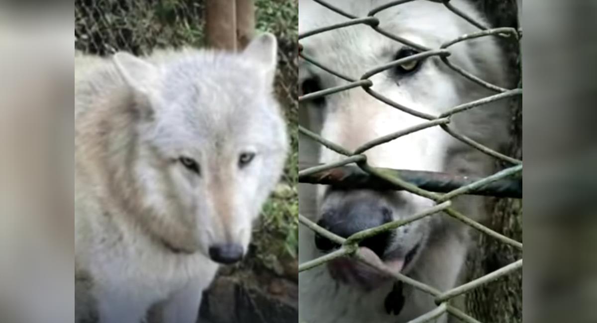 Perro o lobo: harán prueba genética a animal encadenado en Antioquia. Foto: Youtube Revista Semana