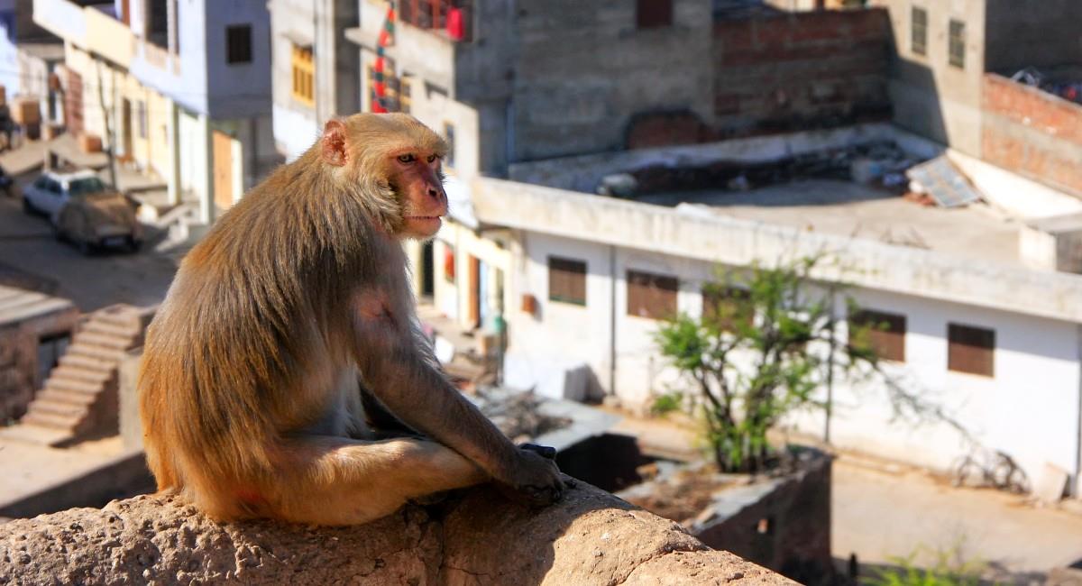 la India supera una población de más de 40.000 animales. Foto: Shutterstock