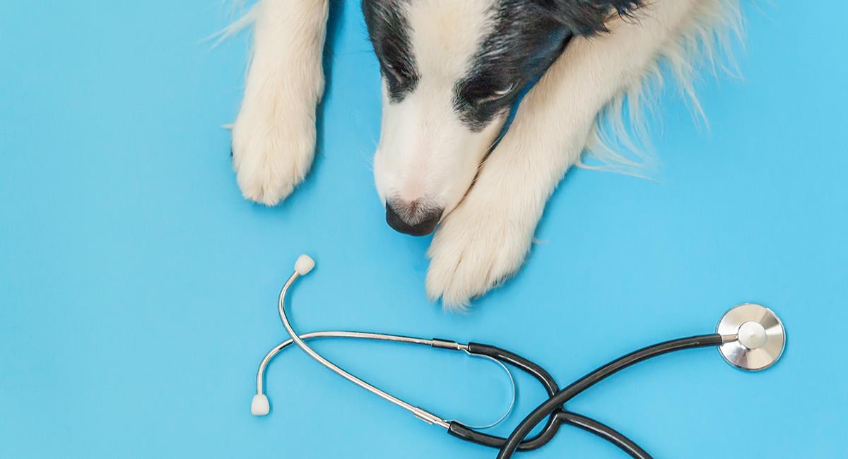 Indignante: perrita fue ahorcada en una veterinaria cuando la estaban bañando. Foto: Shutterstock
