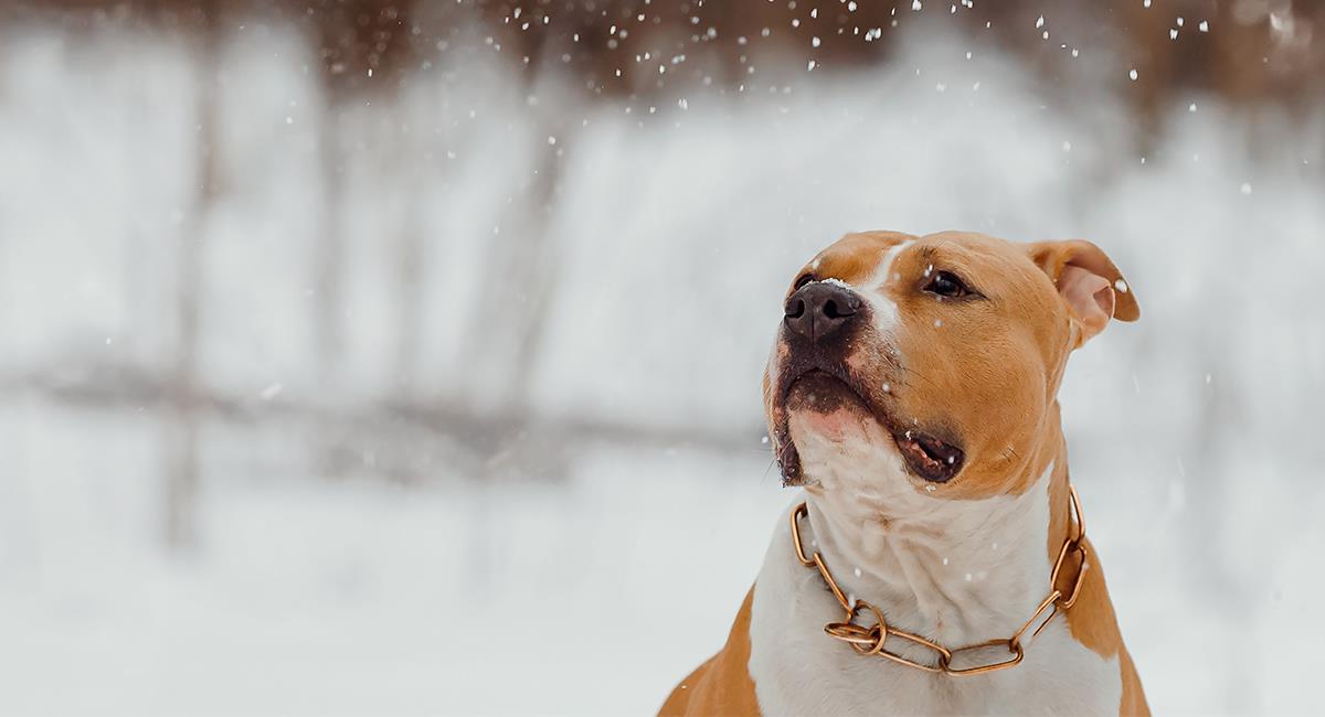 En la nieve fue encontrado un perro que estuvo perdido durante 4 meses. Foto: Shutterstock