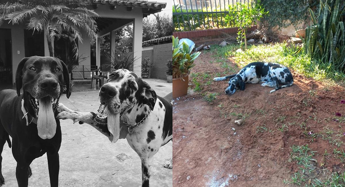 Amistad verdadera: perro murió y otra canina no se separa de su tumba. Foto: Twitter @macdemarce