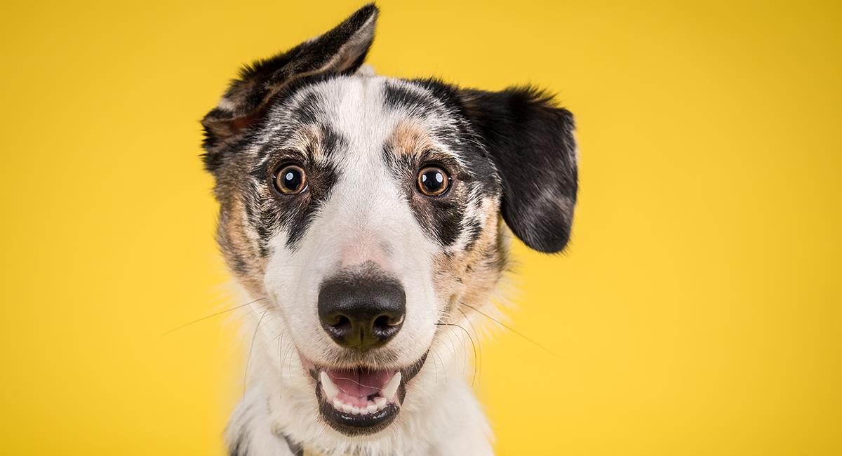 Firulais: este es el origen del popular término para referirse a un perro. Foto: Shutterstock