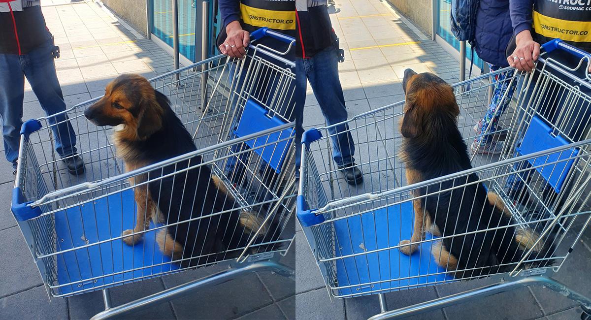Dejan abandonado a perro en almacén de Homecenter de Bogotá