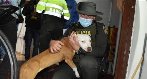 Escuadrón Anticrueldad rescata a perrita maltratada en Bogotá