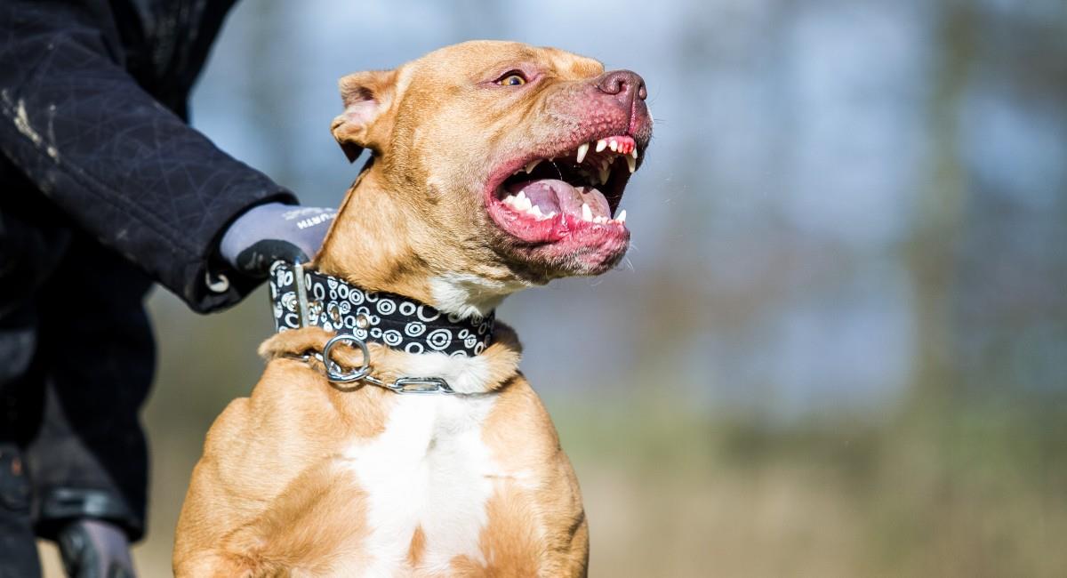Los perro de esta raza deben portar el bozal en espacios públicos. Foto: Shutterstock