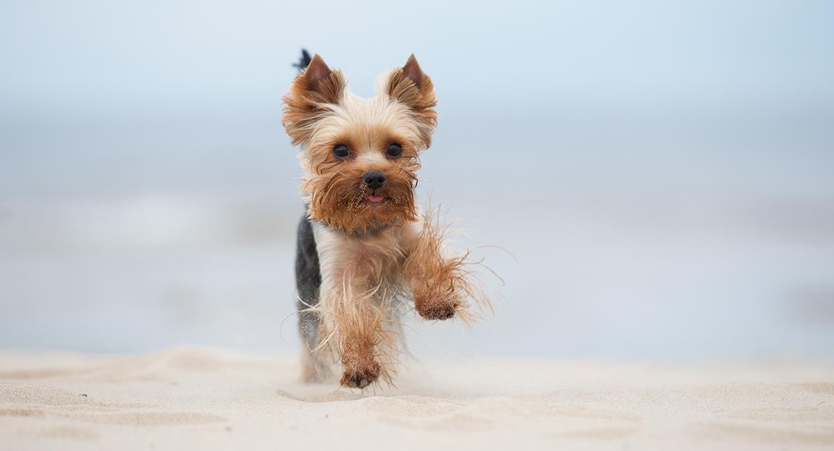 Perros mini o toy: por qué deberías tener uno y qué cuidados necesita. Foto: Shutterstock