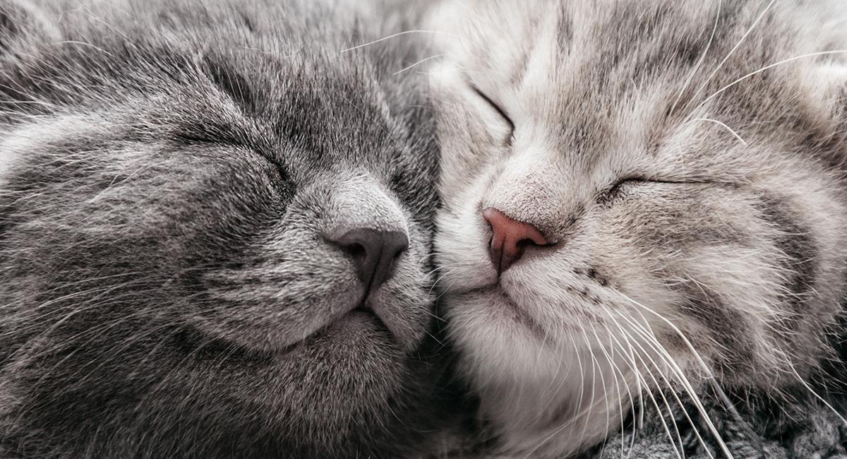 Amor gatuno: gatos forman un corazón con sus colas y todo queda grabado. Foto: Shutterstock