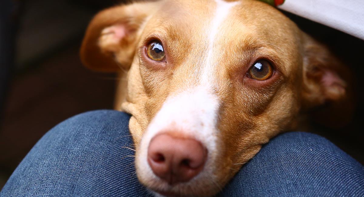 Esta es la razón por la que tu perro huele las partes íntimas de las personas. Foto: Shutterstock