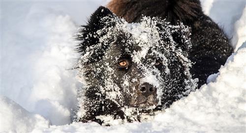 Niña sobrevivió a tormenta de nieve gracias a un perro callejero