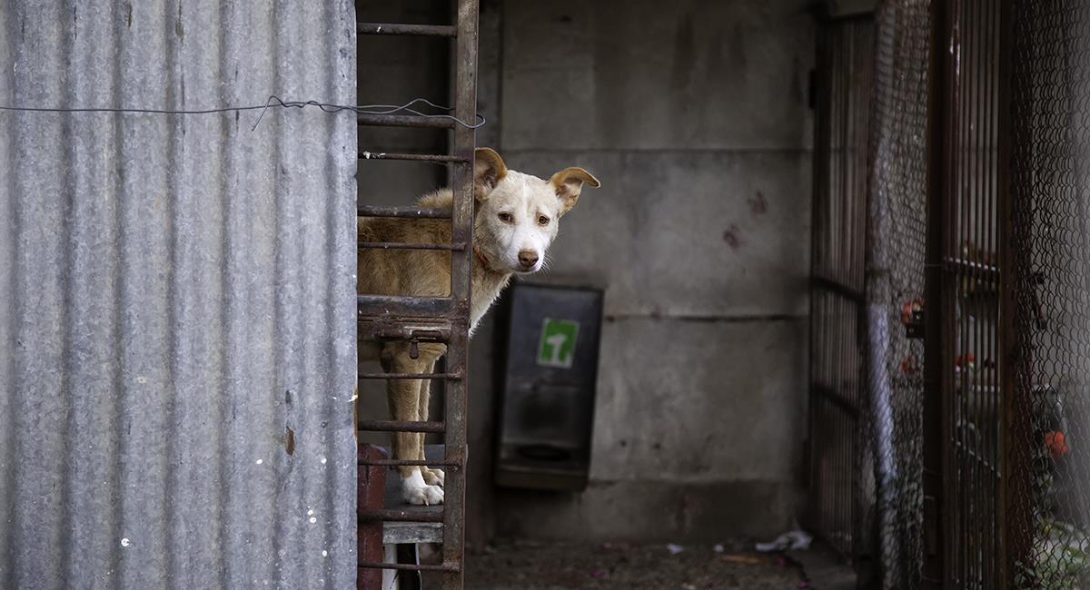 Enfermos y desnutridos: rescatan 150 perros en supuesta fundación canina. Foto: Shutterstock