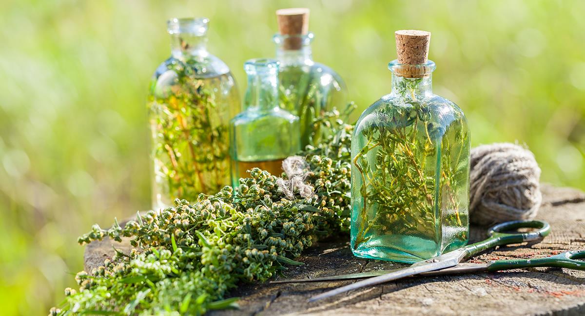 Salud de los pulmones: 6 plantas medicinales que te ayudarán a limpiarlos. Foto: Shutterstock