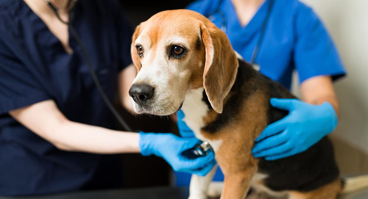 Preocupación por misteriosa enfermedad que se transmite entre perros. Foto: Shutterstock