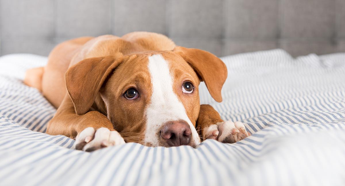 5 alimentos peligrosos que no debes darle a un perro. Foto: Shutterstock