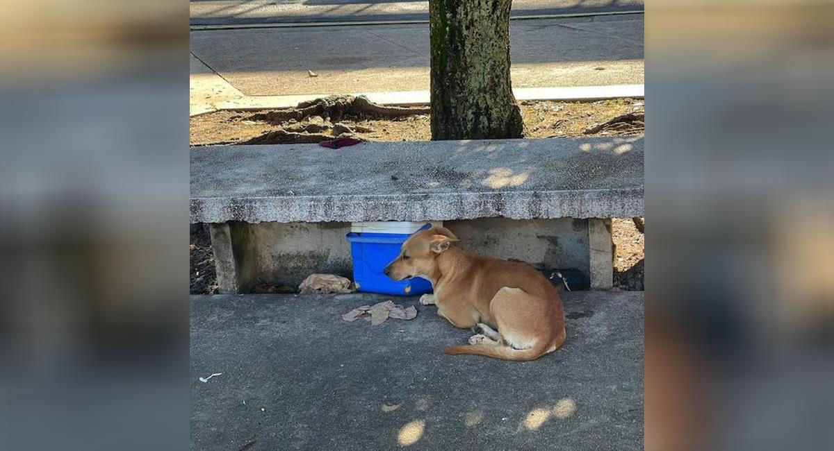Leo, el perro que cuidó el cuerpo de su dueño en una banca de la calle. Foto: Shutterstock