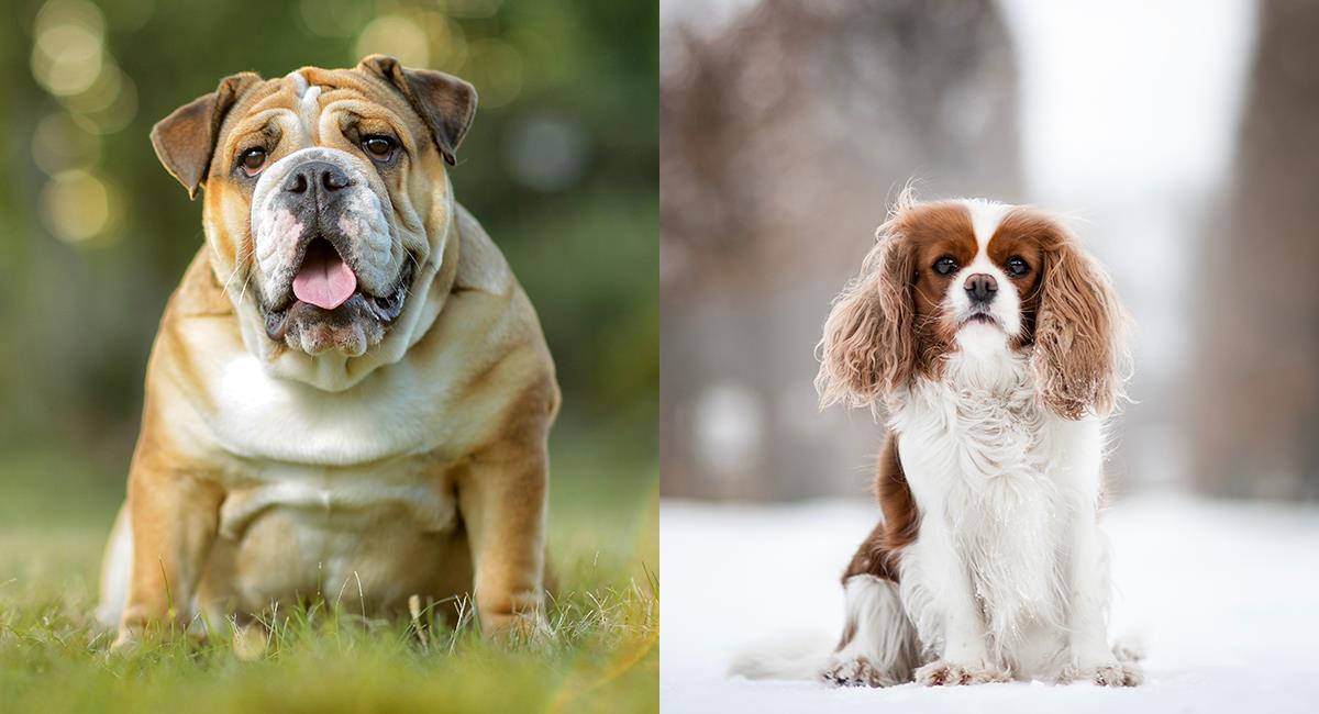 Por tener trastornos hereditarias, prohíben la cría de dos razas de perros. Foto: Shutterstock