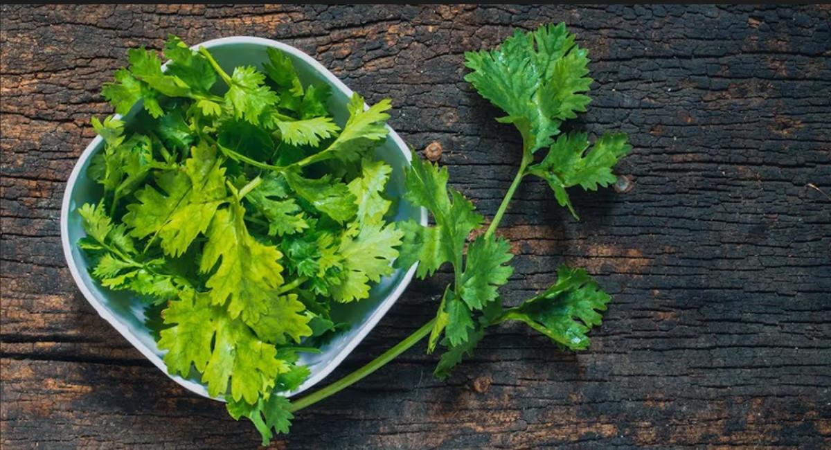 Los mejores tips para conservar el cilantro fresco. Foto: Shutterstock