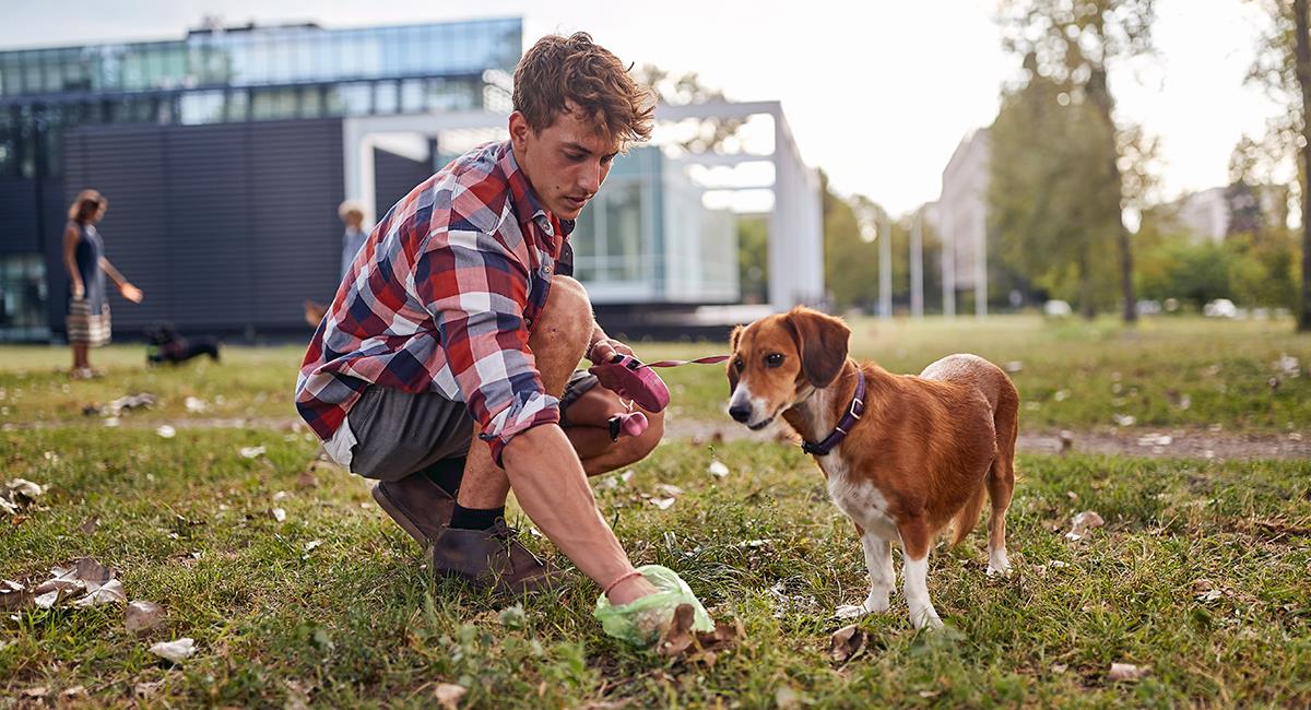 Científicos alertan sobre la contaminación de las heces de perro. Foto: Shutterstock