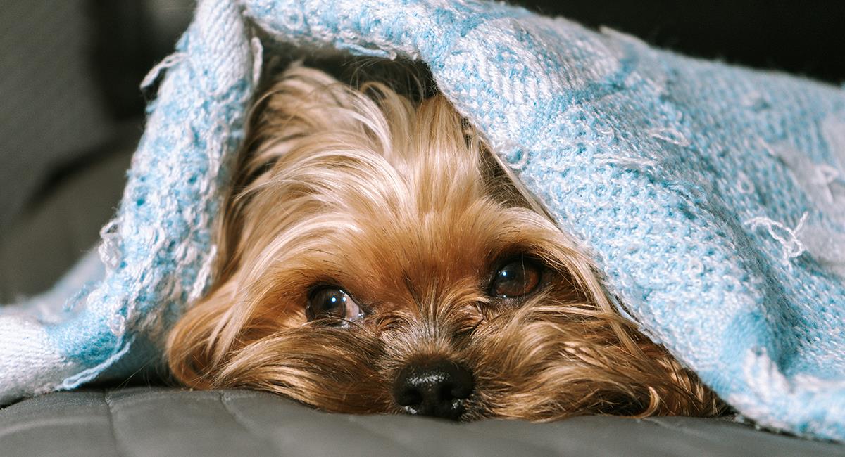 Te contamos cómo puedes saber que tu perro está resfriado y qué debes hacer. Foto: Shutterstock
