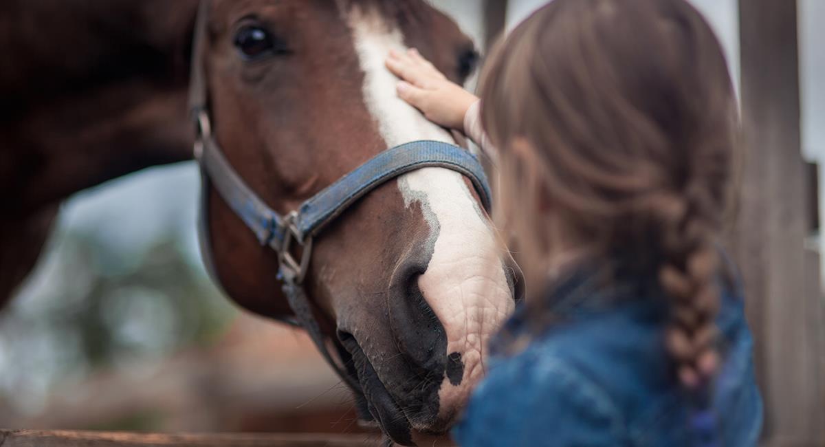 Alrededor de 200 caballos buscan personas que quieran adoptarlos. Foto: Shutterstock