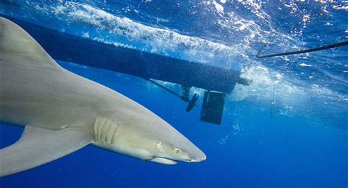 Tiburón blanco de 5 metros devora a infortunado bañista en playa de Sidney