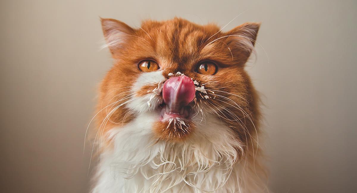 Es un mito: experta explica por qué no deberías darle leche a tu gato. Foto: Shutterstock
