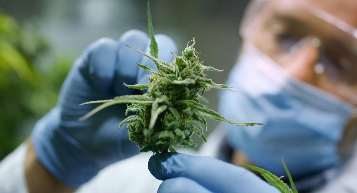 La industria colombiana productora de cannabis ya tiene el aval y puede iniciar todos los procesos de producción en el país. Foto: Shutterstock