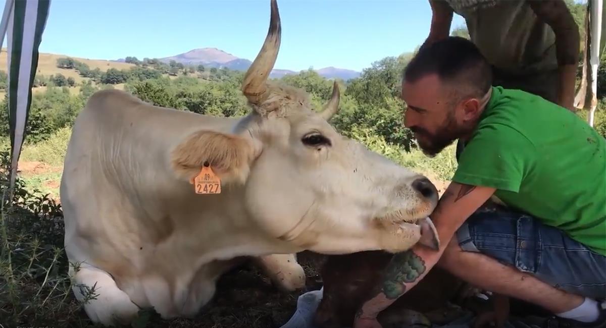 Vaca besa a un hombre que la rescató y la ayudó a parir a su ternero. Foto: Instagram @ismaeldobarganes