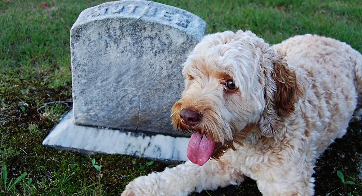 Estudio: perros pueden atravesar por un duelo por la muerte de otro canino. Foto: Shutterstock