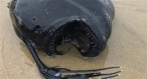 Detectan cuerpo de un "monstruo marino" cerca de la orilla de una playa