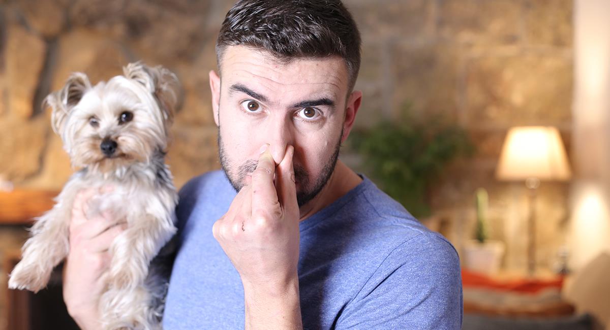 5 consejos para que tu perro huela siempre rico. Foto: Shutterstock