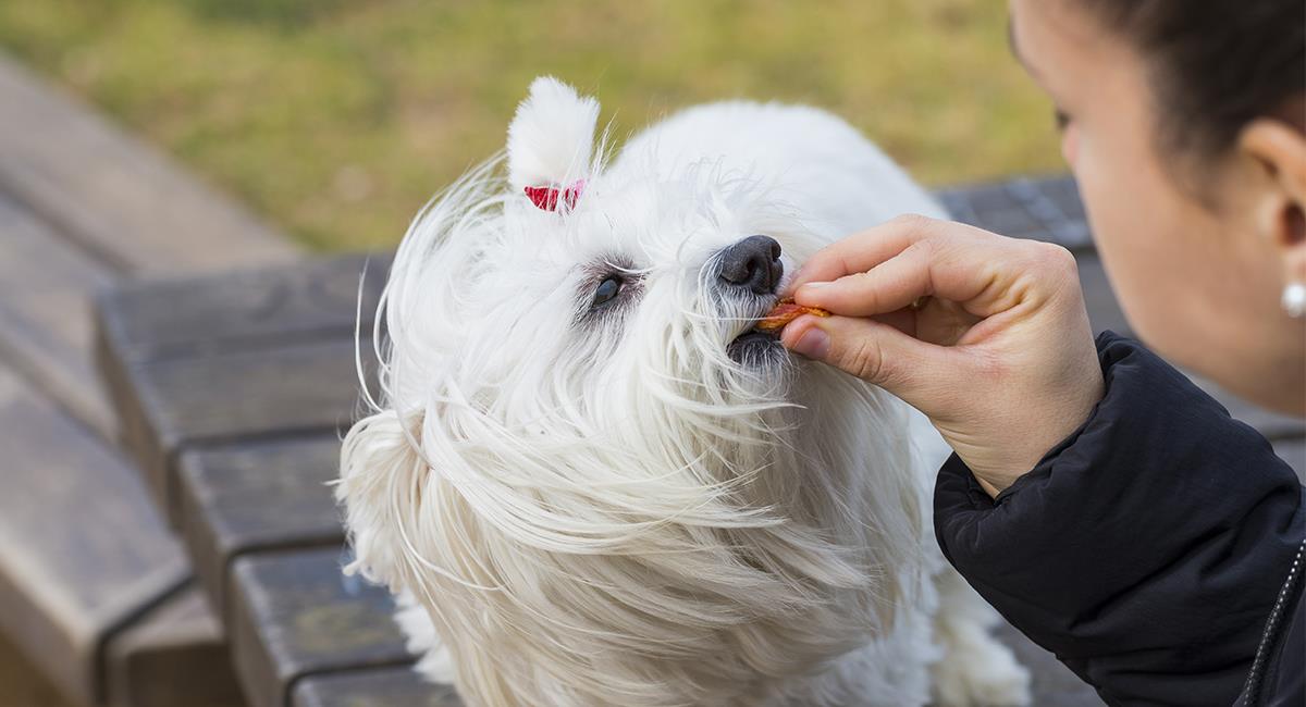 Premios para perro: 3 opciones saludables que le encantarán a tu mascota. Foto: Shutterstock