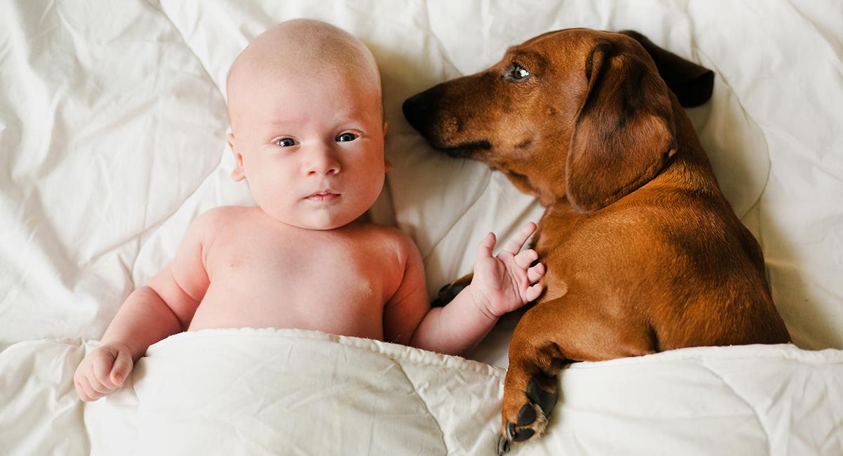 Perro acompañó a su dueña en el parto para ver el nacimiento de su hermana humana. Foto: Shutterstock
