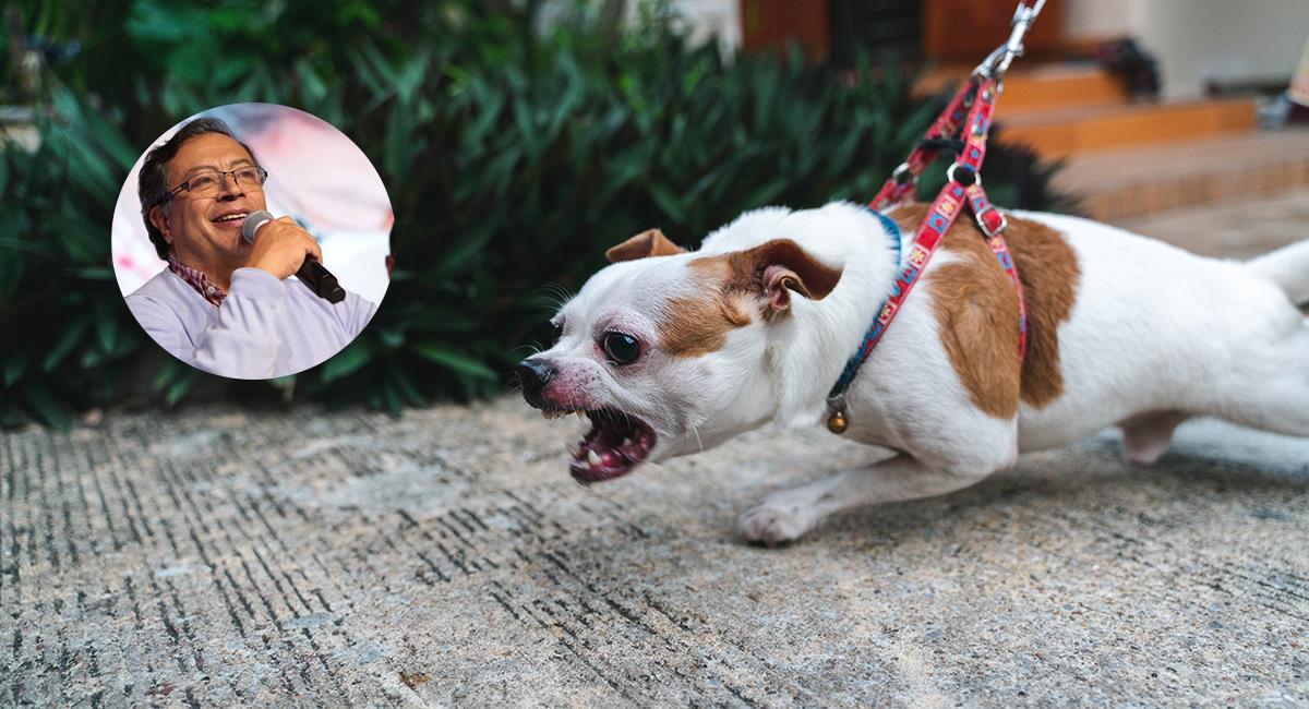 La divertida reacción de un perro al escuchar el nombre de Gustavo Petro. Foto: Shutterstock /Instagram @gustavopetrourrego