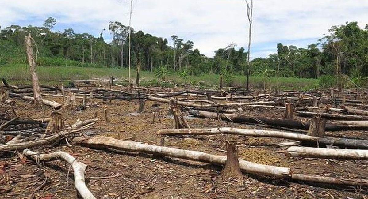 170.000 hectáreas de bosque colombiano se deforestan cada año sin que esto se pueda detener. Foto: Twitter  @POSITIVAFMRADIO