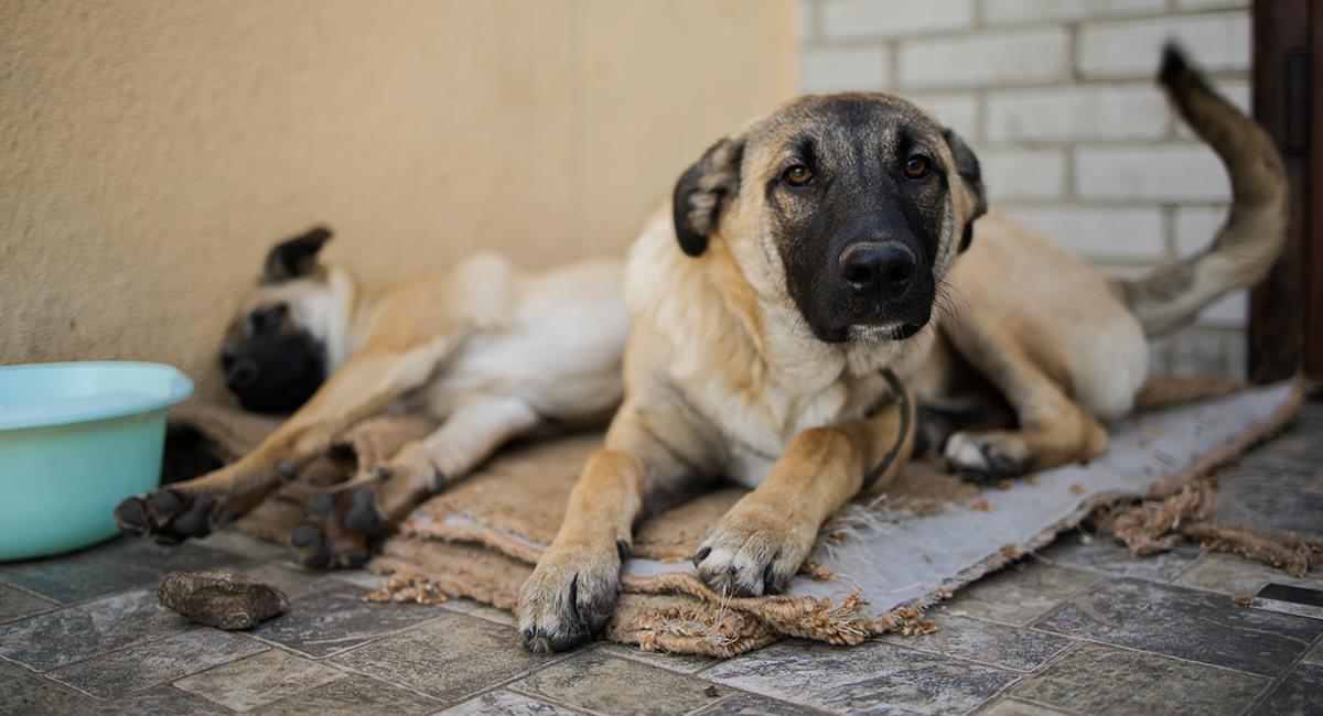 Rescatista animal será desalojada y 170 mascotas quedarán en la calle. Foto: Shutterstock