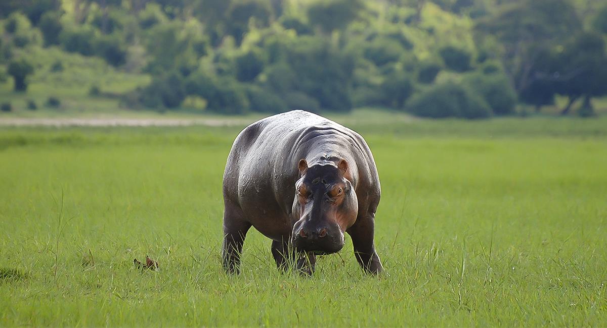 Familia tiene un hipopótamo de mascota y tiene en alerta a la comunidad. Foto: Shutterstock