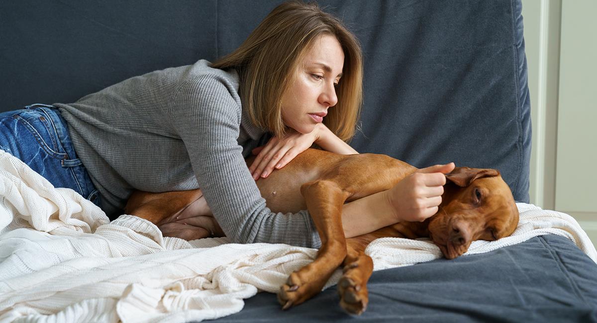 Alerta por peligrosa enfermedad que se transmite fácilmente entre perros. Foto: Shutterstock