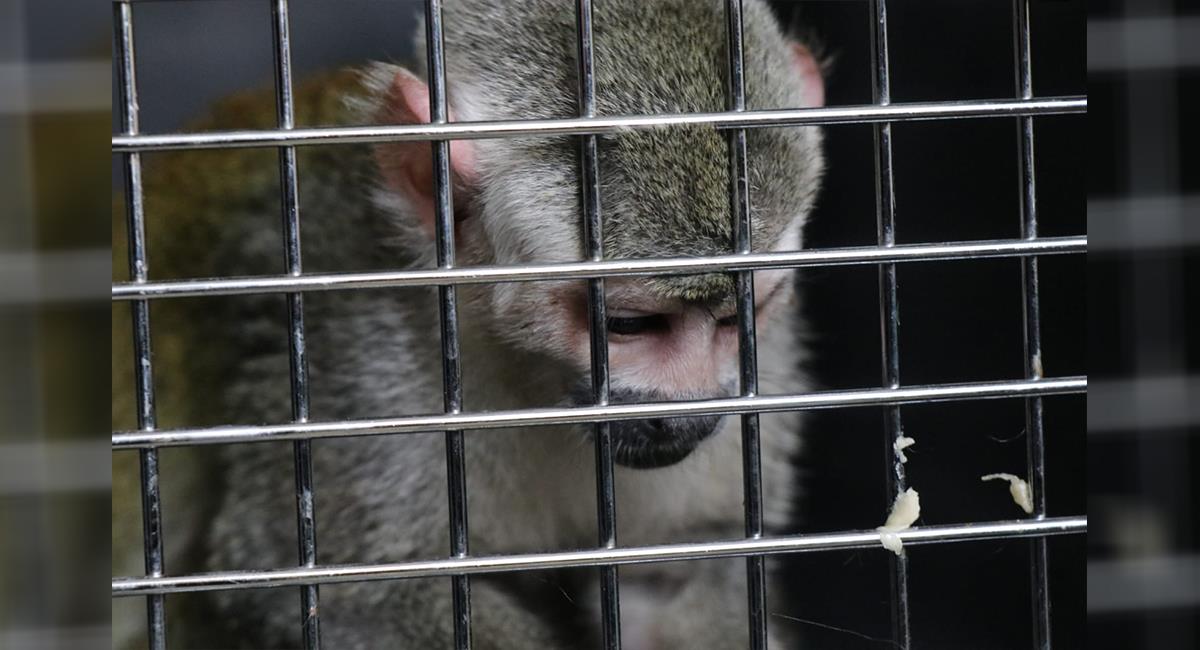 Rescatan mono ardilla que familia tenía como mascota en Kennedy. Foto: Twitter @Alcaldiakennedy